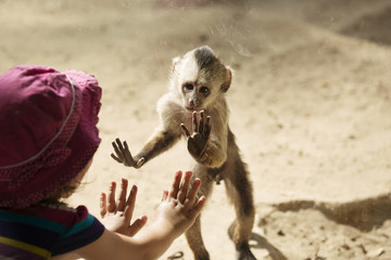Monkey Playing With Toddler Girl - obrazy, fototapety, plakaty