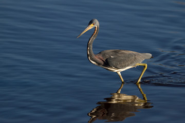 Tricolored Heron