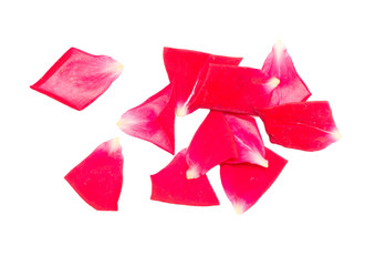 rose petals on white background