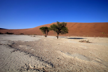  a dry lake Sossusvlei, Namibia