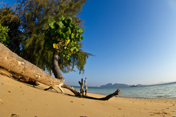 Tree growing at  the beach in thailand