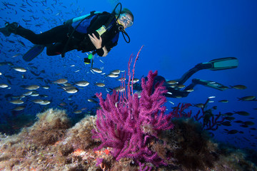 Scuba Divers swim over coral reef 