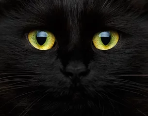 Tuinposter Schattige snuit van een zwarte kat © vladstar