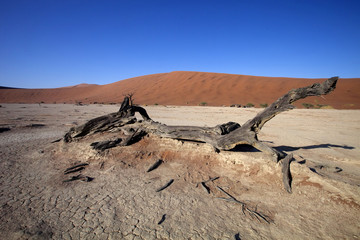 dead trees  in the dry lake Sossusvlei, Namibia