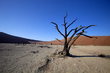 dead trees  in the dry lake Sossusvlei, Namibia