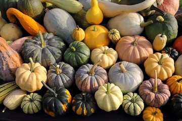 Squash and pumpkins.