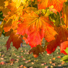 maple leaf / Red maple leaf in autumn