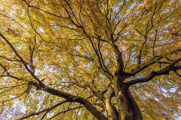 Fototapeta premium Indian Summer