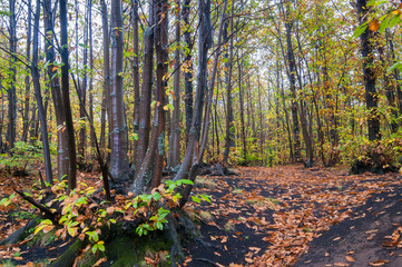 Obraz premium View of chestnut trees and a path in Mount Etna park during fall season