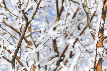 tree branch in the snow in the winter