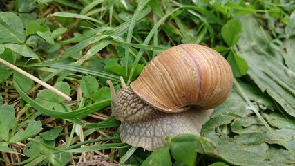 snail in the garden on the grass
