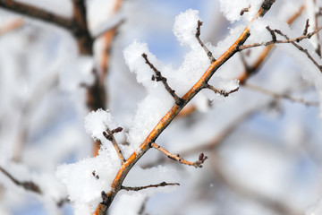 tree branch in the snow in the winter