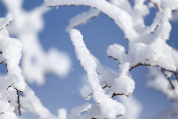 branch of a tree in the snow against the blue sky