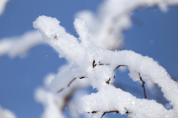 branch of a tree in the snow against the blue sky