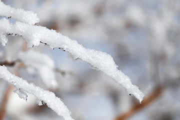 tree branch in the snow in the winter