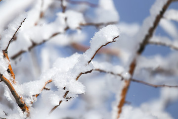 branch of a tree in the snow against the blue sky