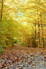 Autumn colors in the forest