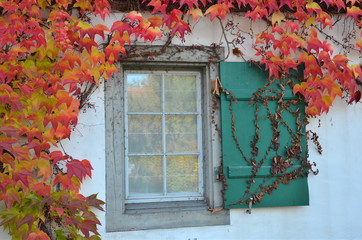 Herbstblätter an der Hausfassade