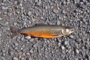 Arctic char river pebbles.
