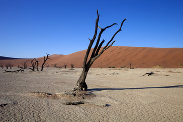 dead trees  in the dry lake Sossusvlei, Namibia