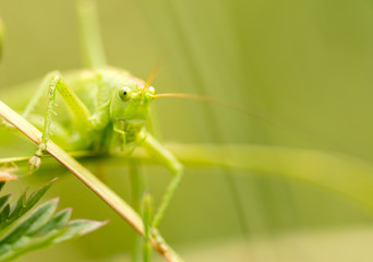 grasshopper in nature. close