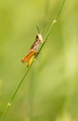 grasshopper in nature. close