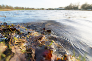 Common toad floating on water