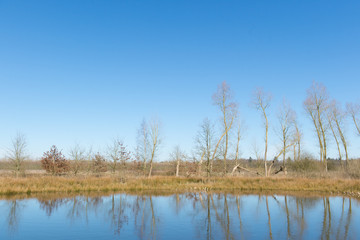 Little fen in Holland