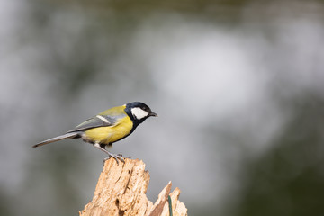Great tit