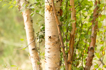 birch trunk wild in nature
