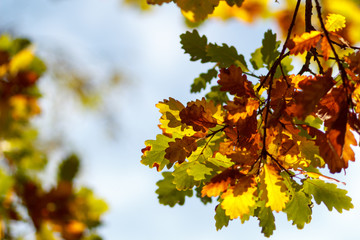 Fototapeta na wymiar Autumn leafs