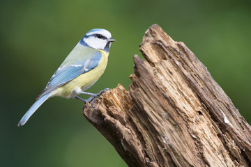 Obraz premium Eurasian blue tit in tree
