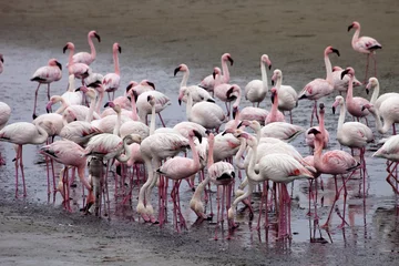 Deurstickers Flamingo mindere flamingokolonie en Rosa Flamingo in Walvisbaai, Namibië