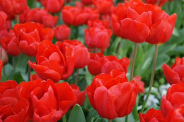 tulips-red-many-flowers