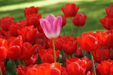 tulip-stand-up-2