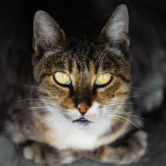 Cat. Bottomless eyes red eyes