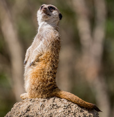 Slender-Tailed Meerkat (Suricata suricatta)
