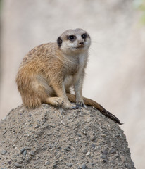 Slender-Tailed Meerkat (Suricata suricatta)