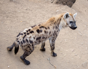 Spotted Hyena (Crocuta crocuta)