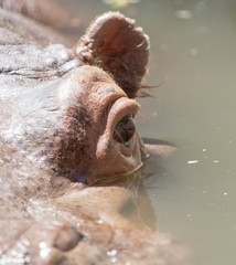 Portrait of a hippopotamus in water