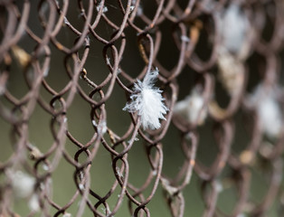 white feather on a metal grid