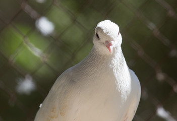 beautiful white dove in nature