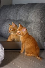 Naklejka na ściany i meble котик смотрит в зеркало