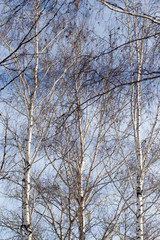 birch against the blue sky