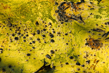 Closeup of algae in water