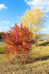 Fototapeta premium red and yellow trees