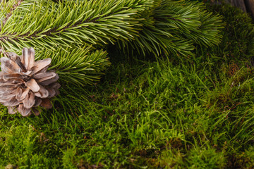 Pine with cone and decoration. Xmas concept