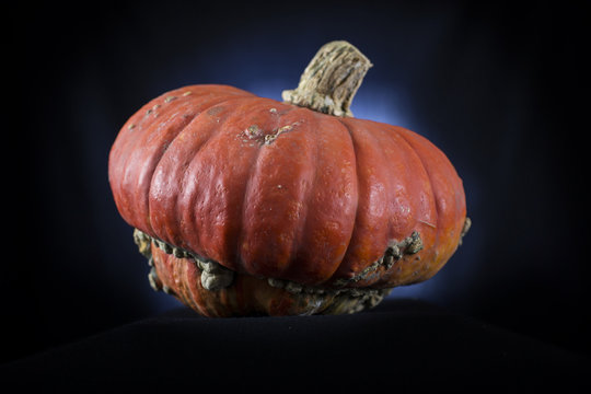 Zucchetta