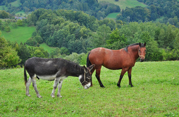 Plakat Donkey and horse on pasture