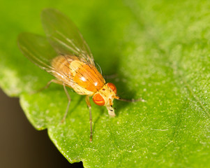 fly in nature. close